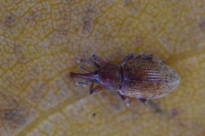 <i>Dorytomus</i>