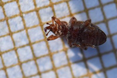 <i>Dorytomus</i>