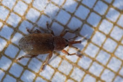 <i>Dorytomus</i>