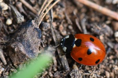 <i>Coccinella septempunctata</i>