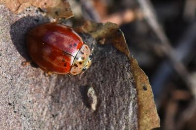 <i>Harmonia quadripunctata</i>