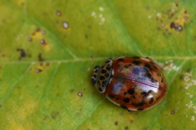 Harmonia quadripunctata