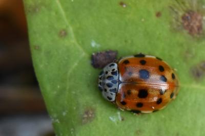 <i>Harmonia quadripunctata</i>