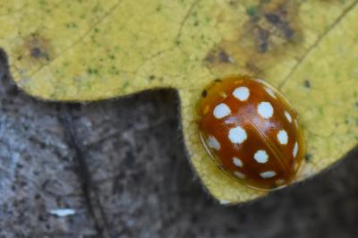 <i>Halyzia sedecimguttata</i>