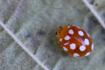 <i>Vibidia duodecimguttata</i>