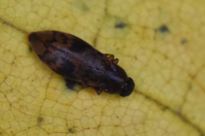 <i>Marolia variegata</i>