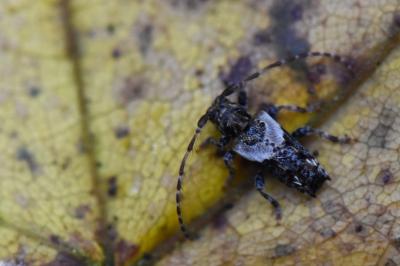 <i>Pogonocherus hispidus</i>