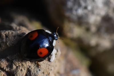 <i>Harmonia axyridis</i>