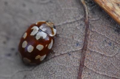 <i>Myrrha octodecimguttata</i>