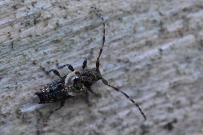 <i>Pogonocherus hispidus</i>