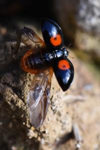<i>Harmonia axyridis</i>