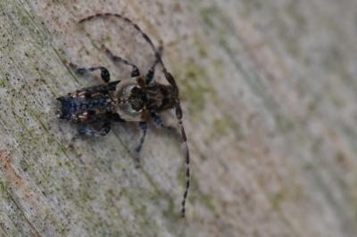 <i>Pogonocherus hispidus</i>