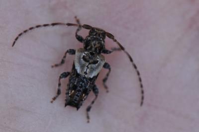 <i>Pogonocherus hispidus</i>