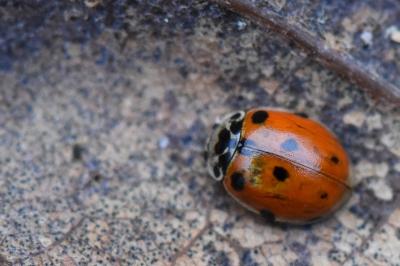 <i>Adalia decempunctata</i>