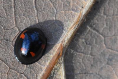 <i>Exochomus quadripustulatus</i>