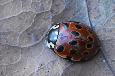 Anatis ocellata