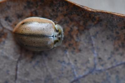 <i>Aphidecta obliterata</i>
