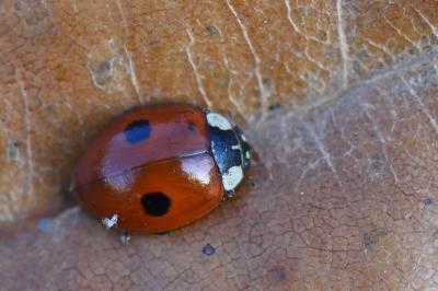 <i>Adalia bipunctata</i>