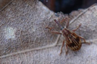 <i>Anthonomus rectirostris</i>