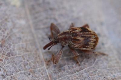 <i>Anthonomus rectirostris</i>