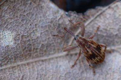 <i>Anthonomus rectirostris</i>