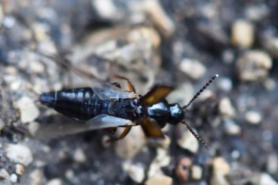 <i>Tachinus</i>