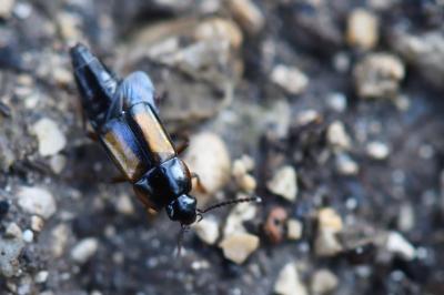 <i>Tachinus</i>