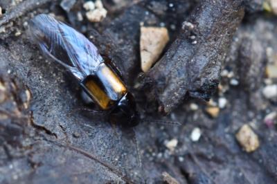 <i>Tachinus</i>