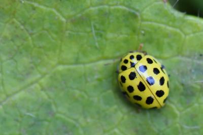 <i>Psyllobora vigintiduopunctata</i>