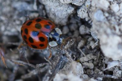 <i>Harmonia axyridis</i>