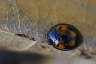 <i>Exochomus quadripustulatus</i>