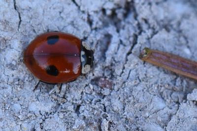 <i>Adalia bipunctata</i>