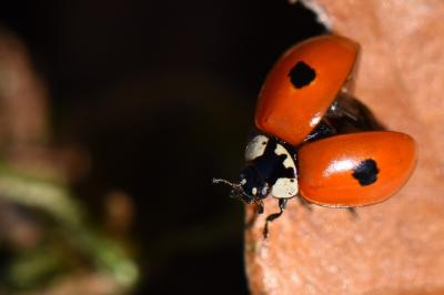 <i>Adalia bipunctata</i>