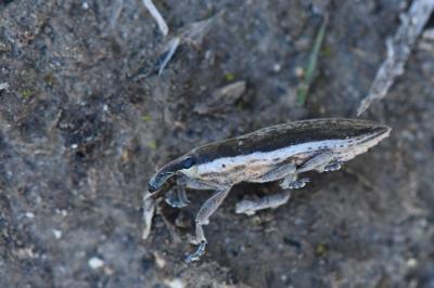 <i>Lixus ochraceus</i>