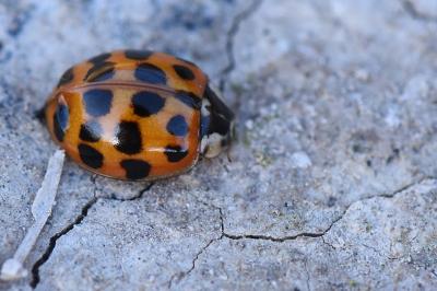 <i>Harmonia axyridis</i>