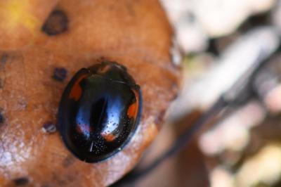 <i>Exochomus quadripustulatus</i>