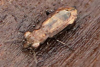 <i>Notiophilus quadripunctatus</i>