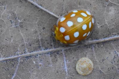 <i>Halyzia sedecimguttata</i>