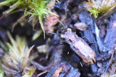 <i>Notiophilus quadripunctatus</i>
