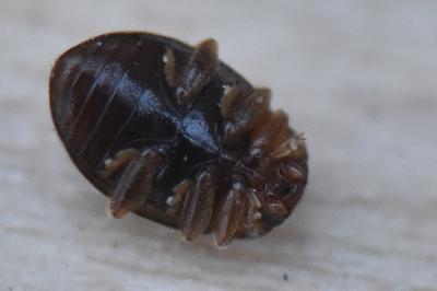 <i>Rhyzobius</i>