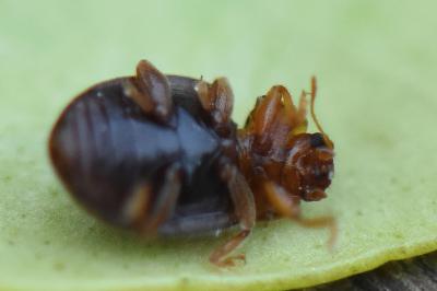 <i>Rhyzobius</i>