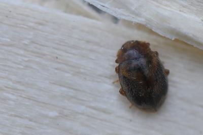 <i>Rhyzobius</i>