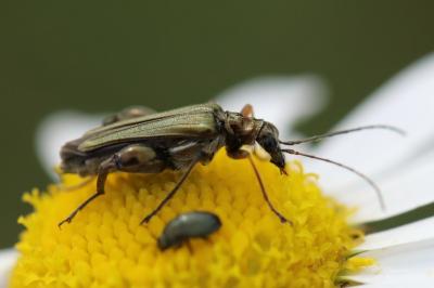 <i>Oedemera flavipes</i>