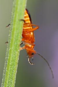 <i>Rhagonycha fulva</i>