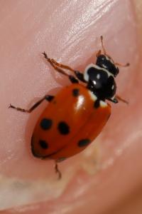 <i>Hippodamia variegata</i>