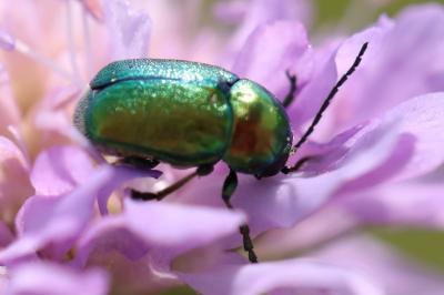 <i>Cryptocephalus</i>