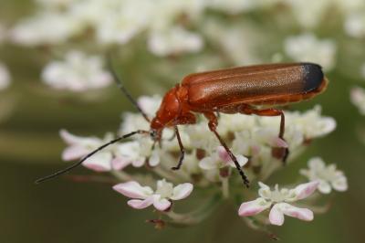 <i>Rhagonycha fulva</i>