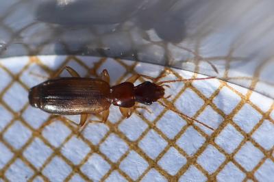 <i>Paradromius linearis</i>