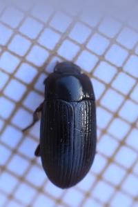 <i>Alphitobius diaperinus</i>
