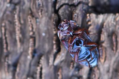 <i>Alphitobius diaperinus</i>